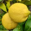 Limoni in cassetta Sicilia Bio Natura