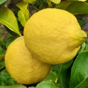 Limoni in casseta