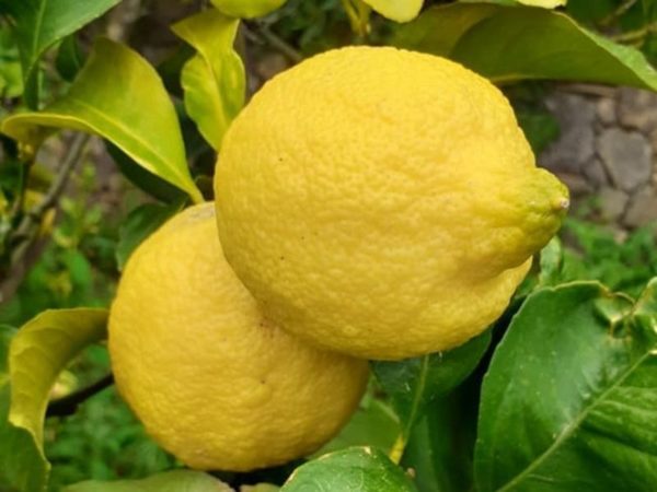 Limoni in cassetta Sicilia Bio Natura