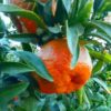 Mandarini in cassetta Sicilia Bio Natura