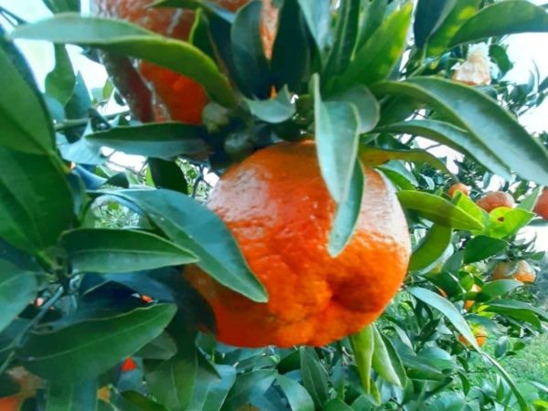 Mandarini in cassetta Sicilia Bio Natura