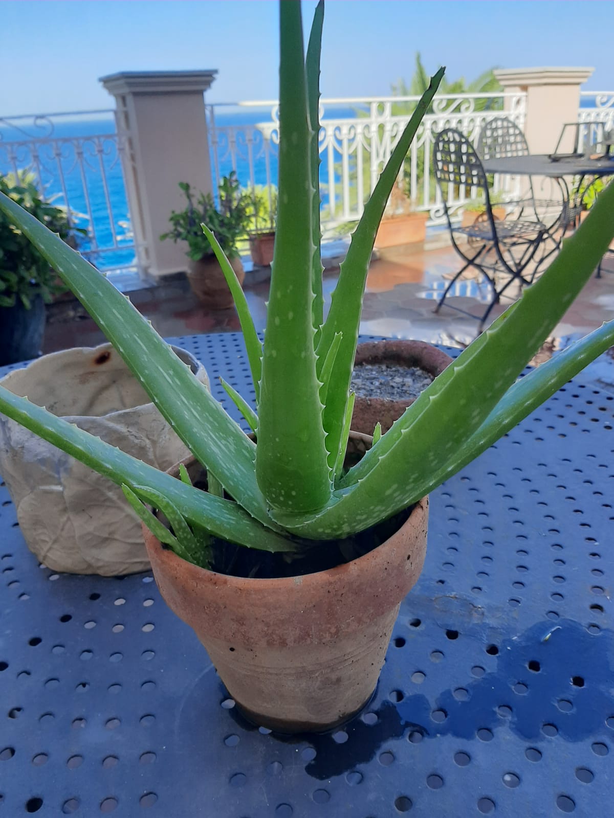 Aloe Vera